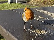 Where've you been I'm hungry...