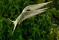 Arctic Tern