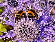 Bees holding hands