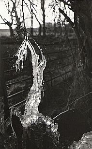 Ice Sculpture