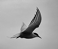 Arctic Tern