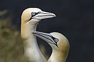 Gannets