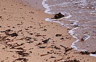 Redshank