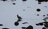 Curlew