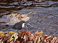 Dipper