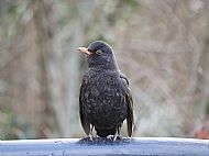 Posing Blackbird