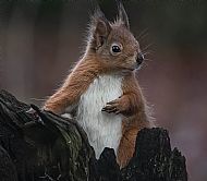 Posing Squirrel