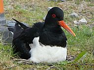 Oystercatcher