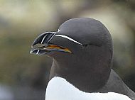 Razorbill