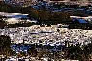 Sheep in winter