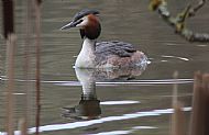 Great Crested Grebe
