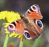 Peacock Butterfly