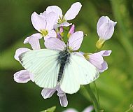 Common White Butterfly