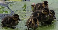 This Years Ducklings