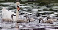 Swan And Cygnets