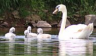 Cygnets And Swan