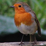Robin