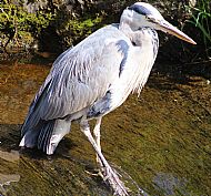 Grey Heron