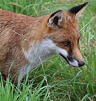 Border Fox