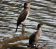Cormorrants