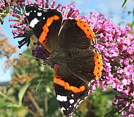 Red Admiral