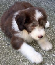 Harry at home