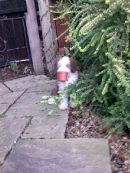 Storm loves plantpots