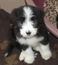Josu 10 weeks