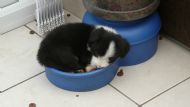 Lulu 6 weeks