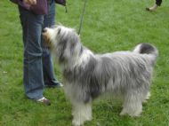 SOPHIE AKA Canjoline Washington Star 