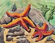 Starfish