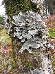 Lobaria lichen at Tormore