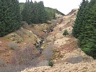 Tormore forest natural regeneration