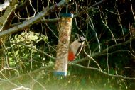 Great Spotted Woodpecker