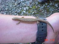 Sand Lizard