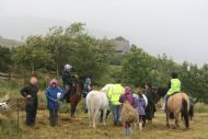 Ponies in the field.