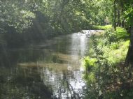 Local Walk