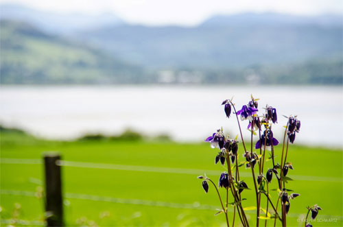 netherton farm flowers