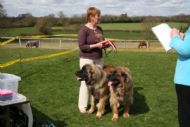 Saffie & Benji win Brace at Club show 2009 