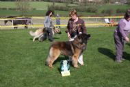 Chaska   1st Novice dog 2009 