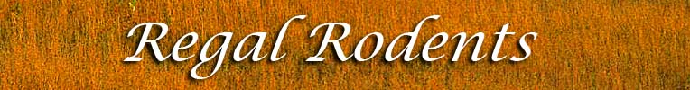 Rodent Mania