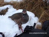 Red Legged Partridge