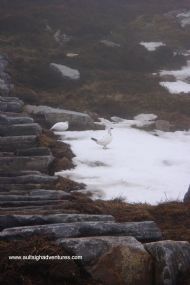 Ptarmigan