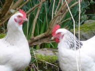 hens roaming in the garden