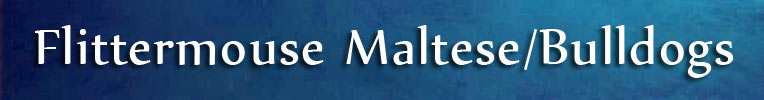 flittermouse maltese/bulldogs