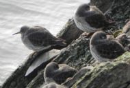 Dunoon Purple Sandpipers