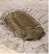 Trilobite