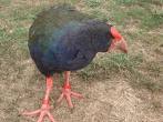 Flightless