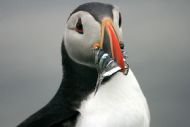 a Puffin