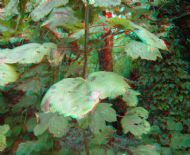 Leaves by River 6